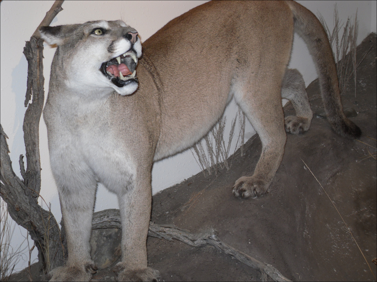 Fort Benton, MT Agriculture Museum-mountain lion
